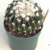 Notocactus_tephracanthus